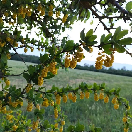 度假居 Metsamarja *