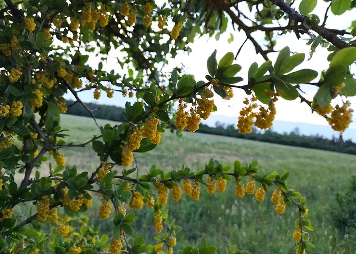 بيت للعطل Metsamarja *